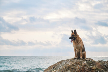 Beautiful dog sitting high and posing, walking outdoors in nature. German shepherd of black and red color of breeding show sits on large stone against background of blue sea and cloudy overcast sky.