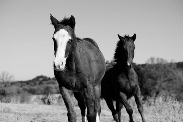 Obraz premium Young horses running through rural field in rustic black and white with Texas landscape background.