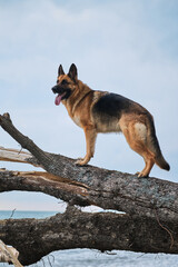 Walk with dog in fresh air and climb trees. German shepherd of black and red color stands beautifully on fallen old tree against background of blue ocean and cloudy overcast sky and poses.