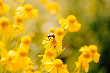 Bee on yellow blossom in nature closeup.