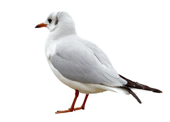 Fototapeta premium White and grey seagull