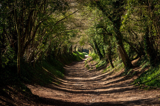A Pathway through a Tunnel of Trees, in Halnaker, West Sussex