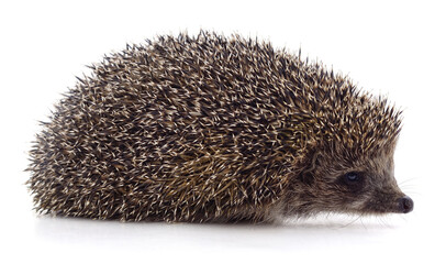 One little brown hedgehog.