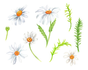 watercolor colorful set with spring and summer flowers. White background