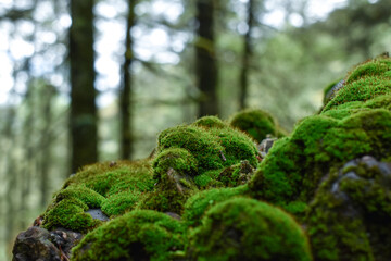 Piedra en el bosque con musgo verde 