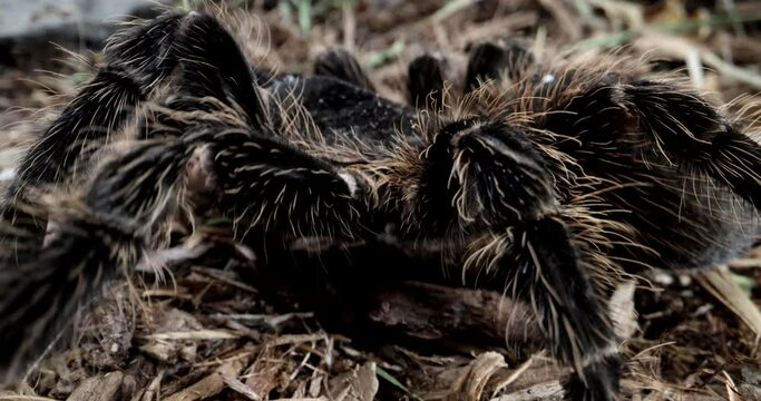 Close up macro tarantula walking in forest