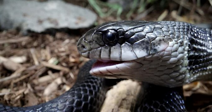 Black rat snake extreme close up eating a meal in the wild