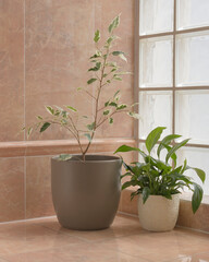 indoor plants in the bathroom. Ficus and spathiphyllum. Home garden.