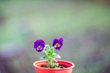 violet seedlings taken in a greenhouse at the end of March