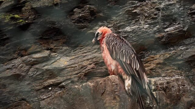 Bearded Vulture (Gypaetus barbatus) sitting on a rock, captivity, blurred fence in the foreground.