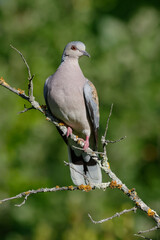 European Turtle Dove (Streptopelia turtur) - Pyrenees-Orientales, France