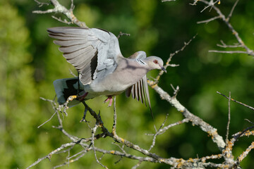 European Turtle Dove (Streptopelia turtur) - Pyrenees-Orientales, France