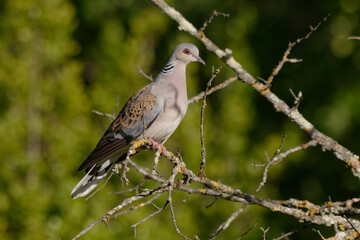 European Turtle Dove (Streptopelia turtur) - Pyrenees-Orientales, France