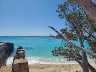 tree on the shore in Dry Tortugas 