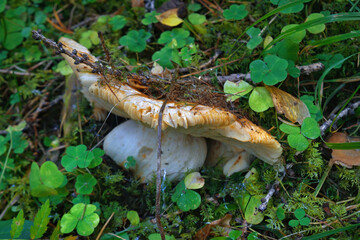 White mushroom Lactarius resimus in wet forest close-up, selective focus.