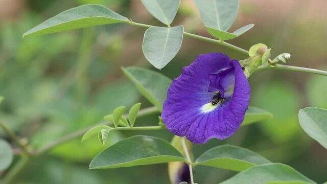 A stingless honey, melipnini, bee is landing on a butterfly pea flower, finding nectar and pollinating the flower. It is a small wild bee, often found in hollow.
