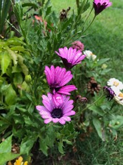 Fototapeta premium Flores después de la lluvia