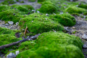 bright green moss covering rocks in the wild