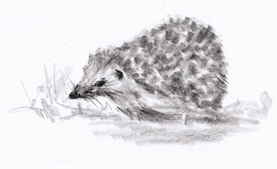 Hedgehog closeup. Stylized closeup portrait