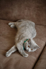 Fototapeta na wymiar A beautiful large gray Scottish Fold cat lies on a brown sofa. Pets of elite breed. Selective focus
