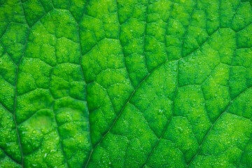 Vivid natural texture of wet green leaf with veins. Minimalist nature background with dew drops on green leaf surface. Beautiful minimal backdrop with droplets on leaf in macro. Nature texture of leaf