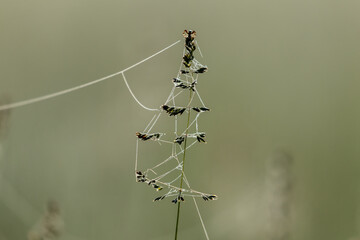 Łąka i roślina z pajęczyną w rezerwacie przyrody, piękny słoneczny poranek na łonie natury