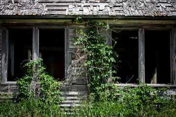 Fototapeta premium Ivy and weeds overgrowing an old wood clad homestead