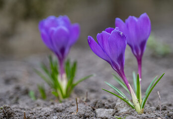 Crocuses on a warm spring day.