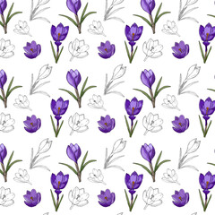 Fototapeta na wymiar Crocus pattern, hand drawing, purple and white, contour, on a white background. Spring pattern. Vector illustration