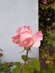 pink and white rose with raindrops in garden