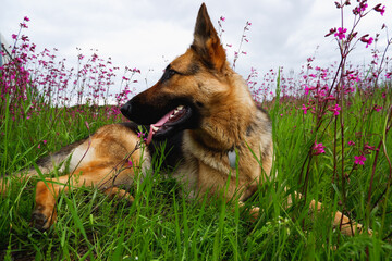 German Shepherd for a walk on a green, summer field among blooming lupines