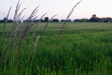 Summer landscape. Blooming cereal grasses on the background of a field of green wheat.
