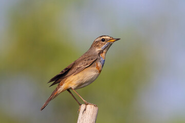 Fototapeta premium Bluethroat. The bluethroat is a small passerine bird that was formerly classed as a member of the thrush family Turdidae, but is now more generally considered to be an Old World flycatcher.