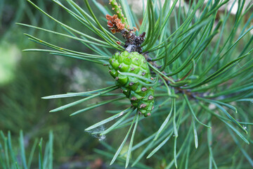 Naklejka na ściany i meble Green cone on a pine branch against a background of green needles close-up.