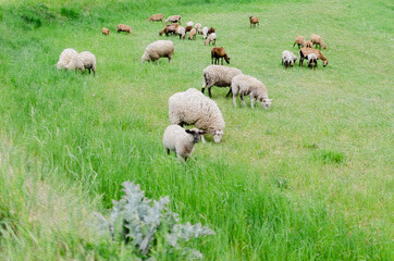sheep and lambs