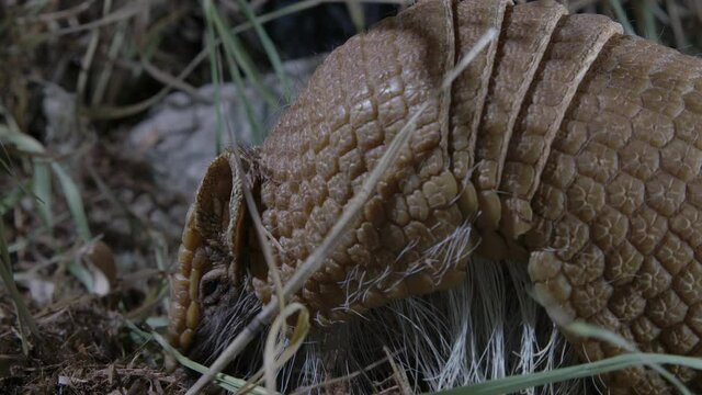 shelled armadillo eating bugs - an animal with cool defence mechanism