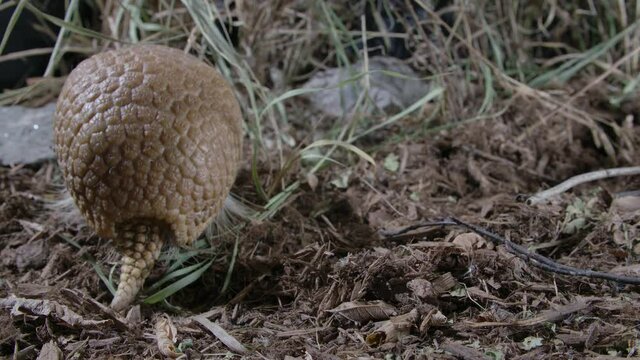 Armadillo eats and turns around in forest - shielded mammal
