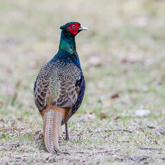 The Pheasant Beauty’s back