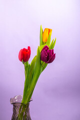 bouquet of colorful tulips on purple background