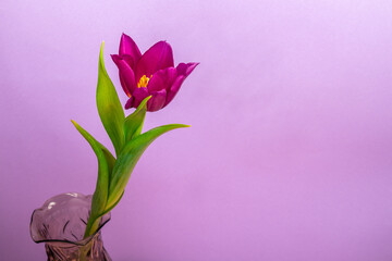 purple tulip in a vase on purple background