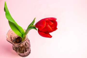 red tulip in a vase on light background