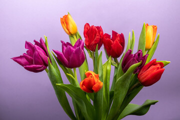 Obraz na płótnie Canvas a large bouquet of colorful tulips on a purple background