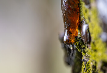 Resin flowing down the bark of the tree.    