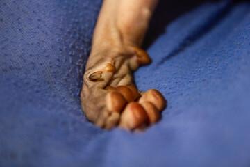 Domestic cat of the Sphynx breed with blue eyes. Hypoallergenic cats without hair, pets.