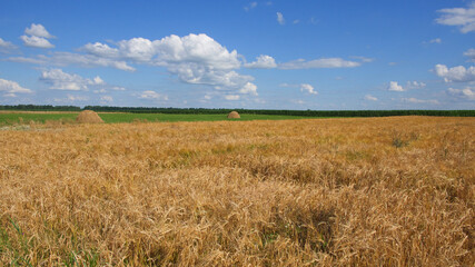 Obraz premium Blue sky over a vast field of ripe barley. Farm land. Picturesque area. Barley cereal fields with blue sky on a sunny summer day before harvest.