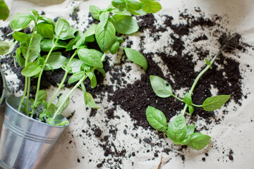 Seedlings of fresh green herb basil