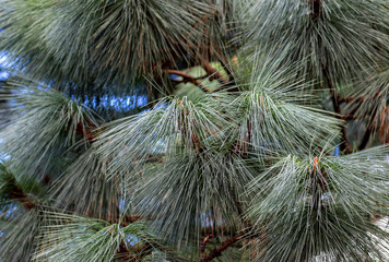 Pine needles of Himalaya pine evergreen conifer tree. Spiky foliage on branches. Nature background