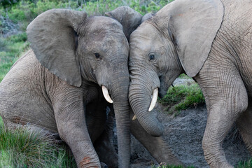 two juvenile African elephants playing in the wild
