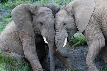 Zelfklevend Fotobehang two juvenile African elephants playing in the wild  © Louis