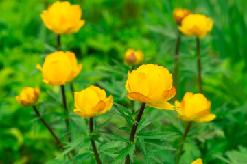 Blooming bush of the Trollius (globeflower, globe flower) in the garden. Beautiful orange flowers on a spring day. Natural floral background